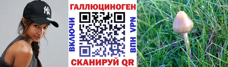 Галлюциногенные грибы мухоморы  Дербент 